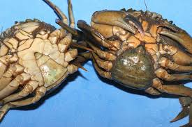 Live Devon peeler crab