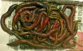 Blow lug 1/4 lb