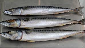 Blast frozen Whole Mackerel ( Large 3 Pack )