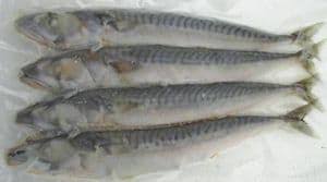 Blast frozen Small Joey Mackerel ( 4 per pack )