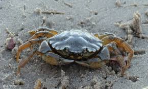 Frozen softy peeler crab