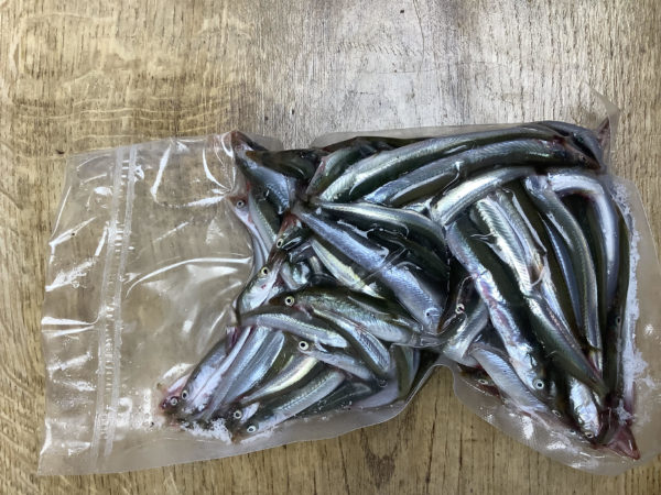 Sand Eels Bulk Pack