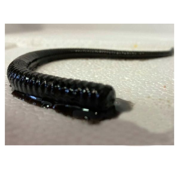 Artificial Worm Baits - Image 2