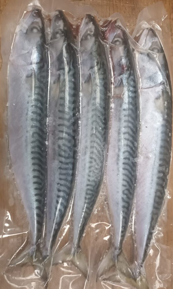 Blast frozen Small Joey Mackerel ( 5-6 per pack ) (Multi-buy offer)