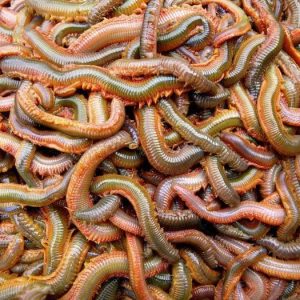 Wild Live Hand Dug Rag Worm