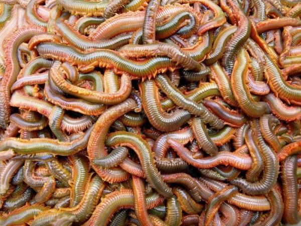 Wild Live Hand Dug Rag Worm